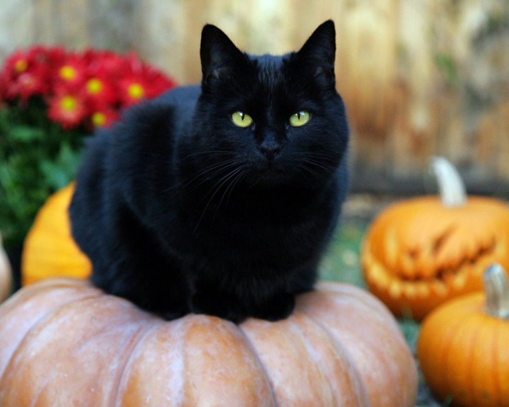 superstitie pisica- neagra